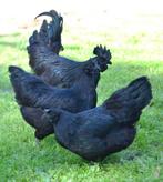 Broedeiren Ayam Cemani