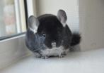 chinchilla 2 bokjes, Mannelijk, Chinchilla