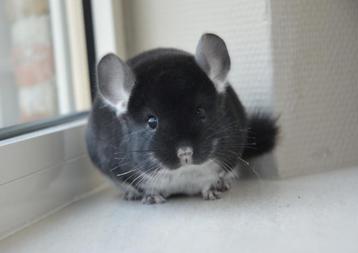 chinchilla 2 bokjes beschikbaar voor biedingen