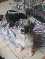 Lieve Aussie-Golden pups op boerderij ouders aanwezig, België, CDV (hondenziekte), 8 tot 15 weken, Meerdere