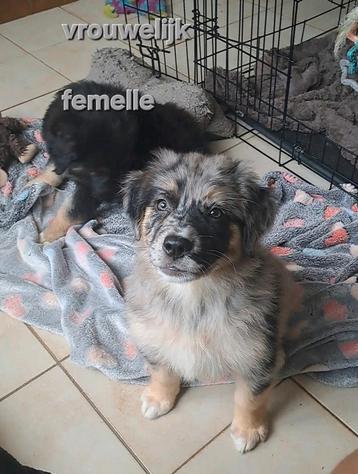 Lieve Aussie-Golden pups op boerderij ouders aanwezig beschikbaar voor biedingen