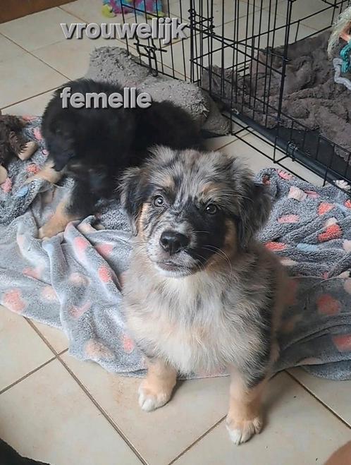 Lieve Aussie-Golden pups op boerderij ouders aanwezig, Dieren en Toebehoren, Honden | Herdershonden en Veedrijvers, Meerdere dieren