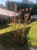 Uitgebloeide kaardebol, Ophalen