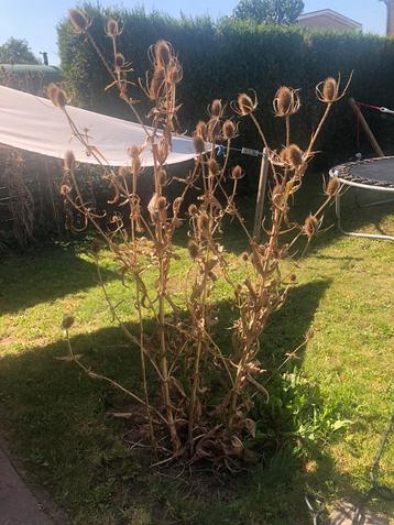 Uitgebloeide kaardebol, Enlèvement