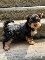 York shire pups, Dieren en Toebehoren, Honden | Jack Russells en Terriërs, Yorkshire Terriër, België, CDV (hondenziekte), 8 tot 15 weken