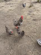 Mechelse Koekoek, Dieren en Toebehoren, Pluimvee, Vrouwelijk, Kip