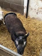 Schapen, Dieren en Toebehoren, Mannelijk, Schaap, 0 tot 2 jaar