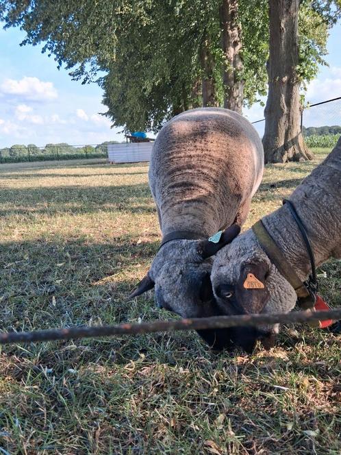 Hampshire down ooi, Dieren en Toebehoren, Schapen, Geiten en Varkens