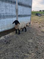Suffolk ramlammeren, Dieren en Toebehoren, Schapen, Geiten en Varkens, Mannelijk, Schaap, 0 tot 2 jaar