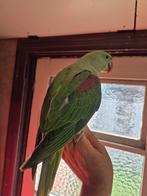 Grote Alexanderparkiet, Dieren en Toebehoren, Geringd