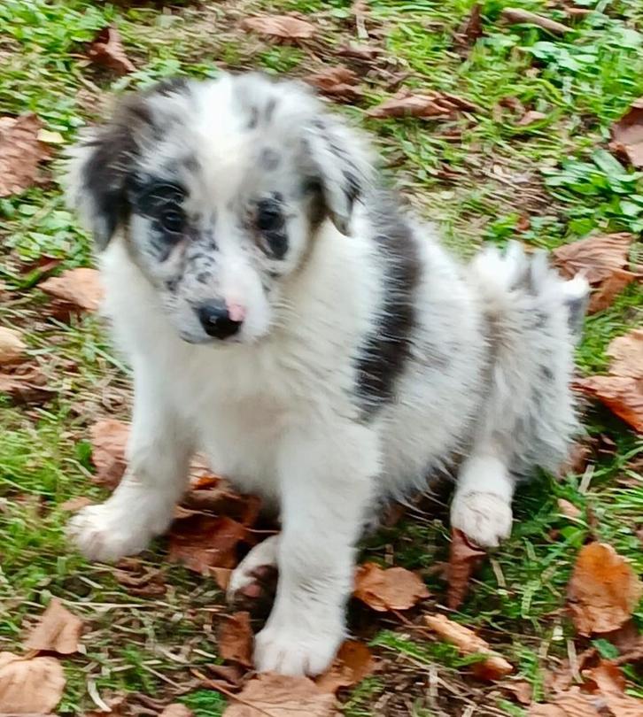 Border collie pups blue merle, red merle zwart-wit, Dieren en Toebehoren, Honden | Herdershonden en Veedrijvers, Meerdere dieren