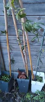 Passiflora, Tuin en Terras, Planten | Fruitbomen, Ophalen, Winter