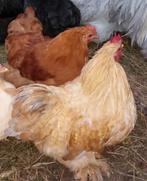 Cochin kriel hanen geel- patrijskoekoek, Dieren en Toebehoren