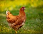 Legkippen te koop, Dieren en Toebehoren, Pluimvee, Meerdere dieren, Kip