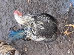 3 jonge hanen te geef, Dieren en Toebehoren, Pluimvee