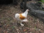2  jonge brahma hanen, Dieren en Toebehoren, Mannelijk, Kip