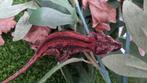 Gargoyle Red stripe female, Dieren en Toebehoren