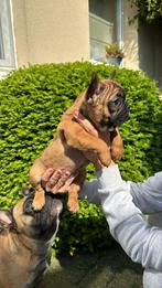 Franse bulldog puppy, Dieren en Toebehoren, Ophalen of Verzenden