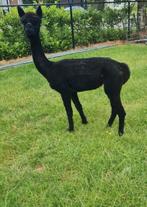 Alpaca merrie, Dieren en Toebehoren, Overige Dieren, Juni
