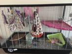 4 jonge fuzz ratjes te koop met kooi, Dieren en Toebehoren, Vrouwelijk, Rat, Tam