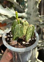 Opuntia Cochenillifera f. Variegata, Ophalen, Cactus