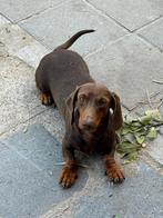 Prachtige dwergteckel pups, Dieren en Toebehoren, België, CDV (hondenziekte), 8 tot 15 weken, Korthaar