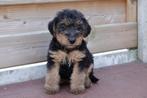 Prachtige Welsh terriër pups (ouders aanwezig), Animaux & Accessoires, Chiens | Jack Russell & Terriers, Autres races, Plusieurs