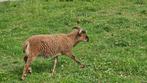 Soay blonde RAM schaap, Dieren en Toebehoren, Mannelijk, Schaap, 0 tot 2 jaar