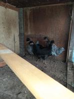 Kosovolangkrajer, Dieren en Toebehoren