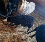 Ouessant  ooitje, Vrouwelijk, Schaap, 0 tot 2 jaar