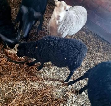 Ouessant  ooitje, Femelle, Mouton, 0 à 2 ans