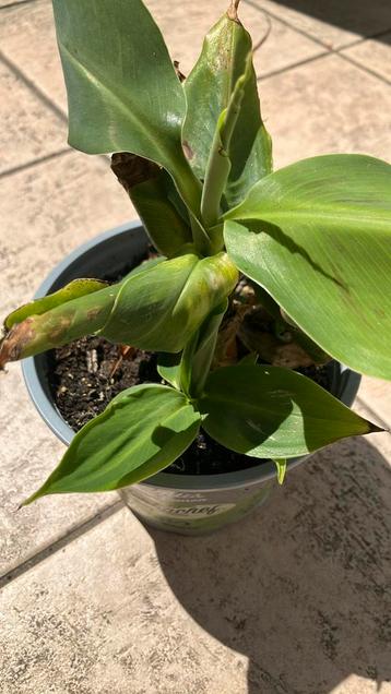 Bananenplant beschikbaar voor biedingen