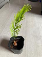 Cycas revoluta, Ophalen, Overige soorten, Minder dan 100 cm, Volle zon