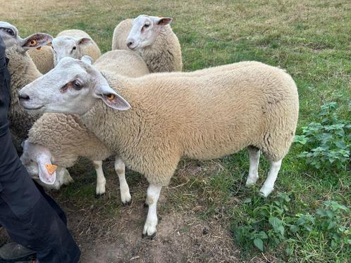 8 rammen, Dieren en Toebehoren, Schapen, Geiten en Varkens, Schaap, Mannelijk, 0 tot 2 jaar