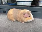 Jonge cavia, Dieren en Toebehoren, Cavia