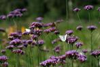 plantjes Verbena/ijzerhard, Ophalen, Herfst