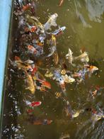 Koi vissen, Dieren en Toebehoren, Ophalen