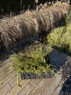 Groen blijvend gras vijver vijverplanten, Enlèvement, Plantes de bassin