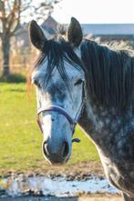 Schimmel merrie, Dieren en Toebehoren, Merrie, B, 3 tot 6 jaar, Recreatiepony