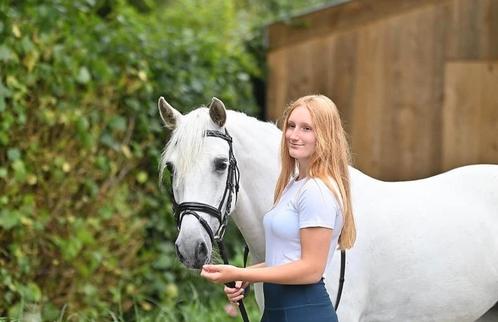 De allerliefste leermeester, Animaux & Accessoires, Poneys, Jument, Poney D (1.37 m à 1.48m), Poney de saut, 11 ans ou plus, Avec puce électronique