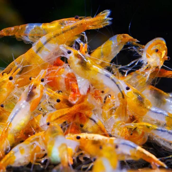 Neocaridina Orange Rilli Garnaal, Dieren en Toebehoren, Vissen | Aquariumvissen, Zoetwatervis, Kreeft, Krab of Garnaal, Schoolvis