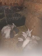Duitse reuzen, Dieren en Toebehoren, Konijnen, Groot