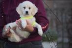 Golden retriever pups geboren in Belgie, Dieren en Toebehoren, Golden retriever, België, 8 tot 15 weken, Meerdere