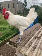 Poule de Bresse hanen, Dieren en Toebehoren, Pluimvee, Mannelijk, Kip