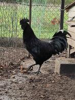 Ayam cemani broedeieren