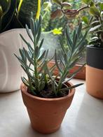 Vetplantje in terracotta cache-pot - 21 cm, Huis en Inrichting, Kamerplanten, Ophalen of Verzenden, In pot, Bloeiende kamerplant