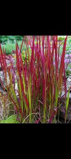 Imperata cylindrica Red Baron, Tuin en Terras, Planten | Tuinplanten, Ophalen