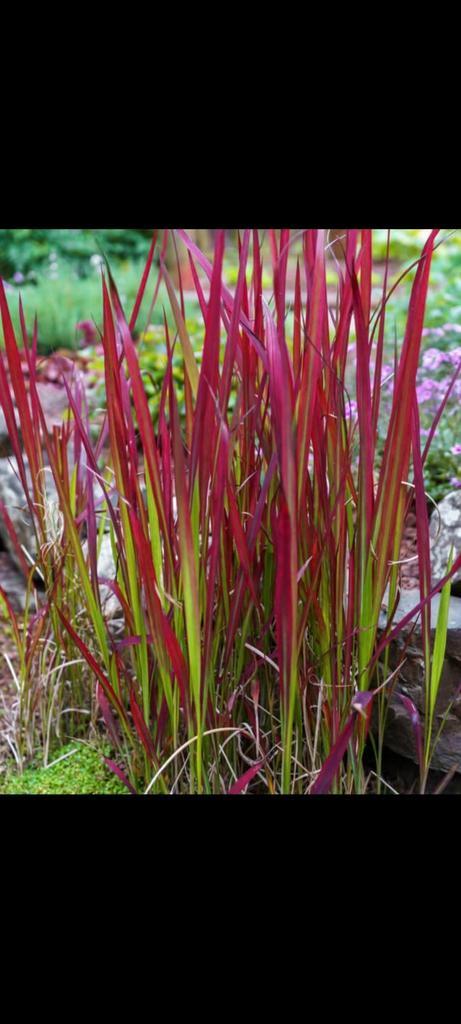 Imperata cylindrica Red Baron, Jardin & Terrasse, Plantes | Jardin, Enlèvement