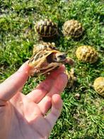 Tortues hermann, Animaux & Accessoires, Reptiles & Amphibiens | Accessoires, Enlèvement ou Envoi