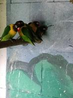 Agapornissen, Dieren en Toebehoren, Meerdere dieren, Dwergpapegaai of Agapornis